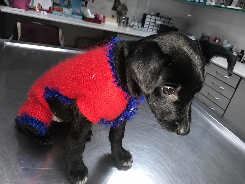 iHelp. Dog – Rettung obdachloser Tiere